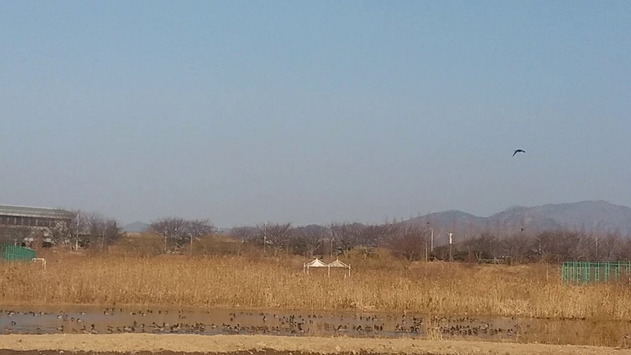 Even in the harsh cold, migratory birds move.