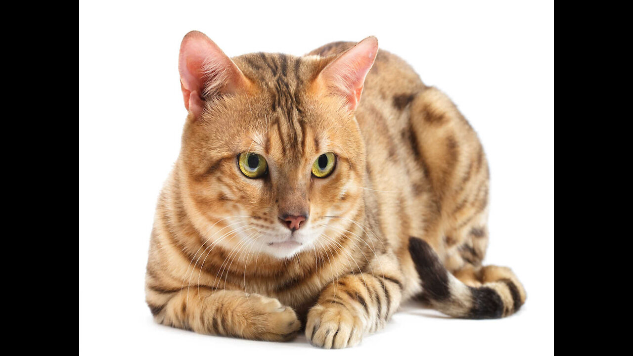 My cat funny video. Pets and animals video 😀😃