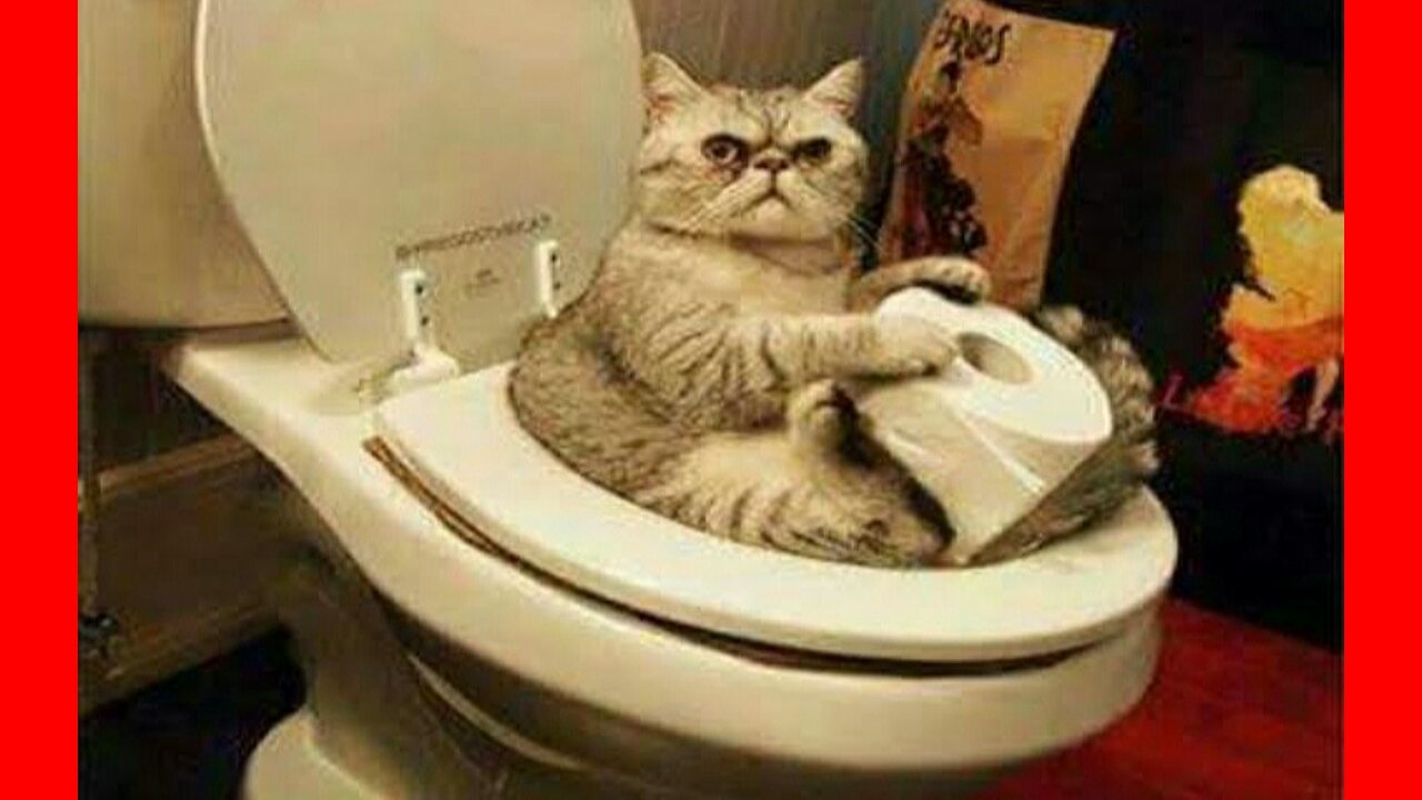 Unbelievable, these cats use the real toilet