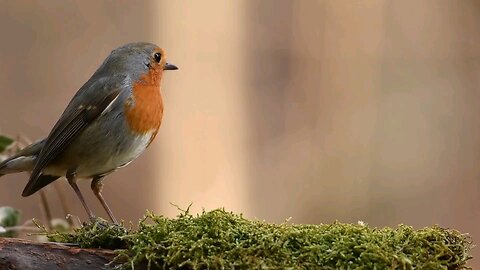 Beautiful. the birds