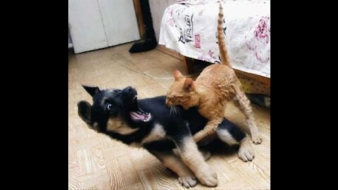 Angry Cats VS Dogs Funny Compilation 3