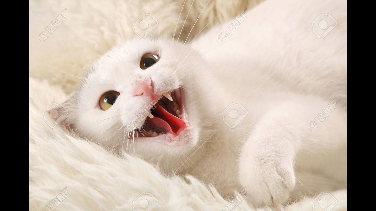 Cat who felt betrayed by his owner and became Aggressive