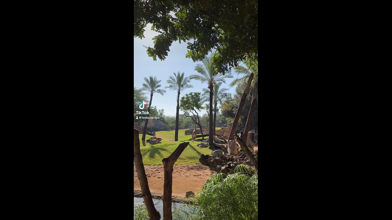 Giraffe Encounter: Up Close and Personal at Valencia Zoo! 🦒🌿 #zoo #valencia