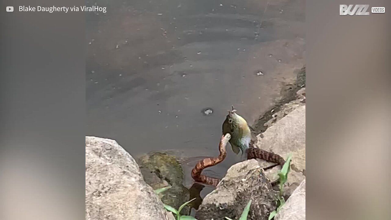 Un serpent tente de voler le poisson de cet enfant