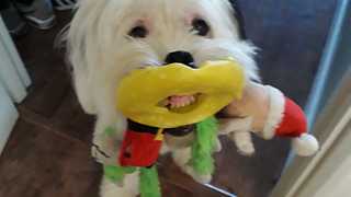 Dog Gives A Toothy Grin While Holding Bunch Of Toys In Mouth