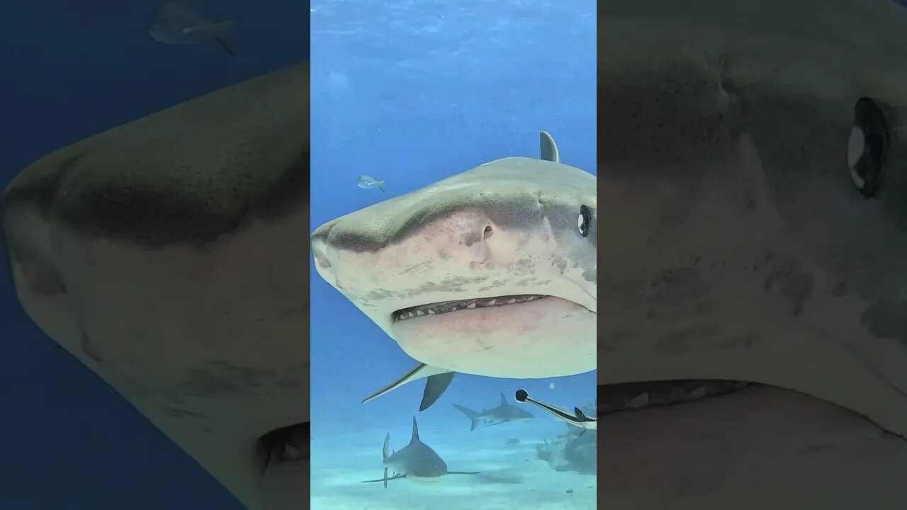 Shark 😲 #shark #nature #travel #subscribe #exploretheworld #travelman #beautiful #shorts