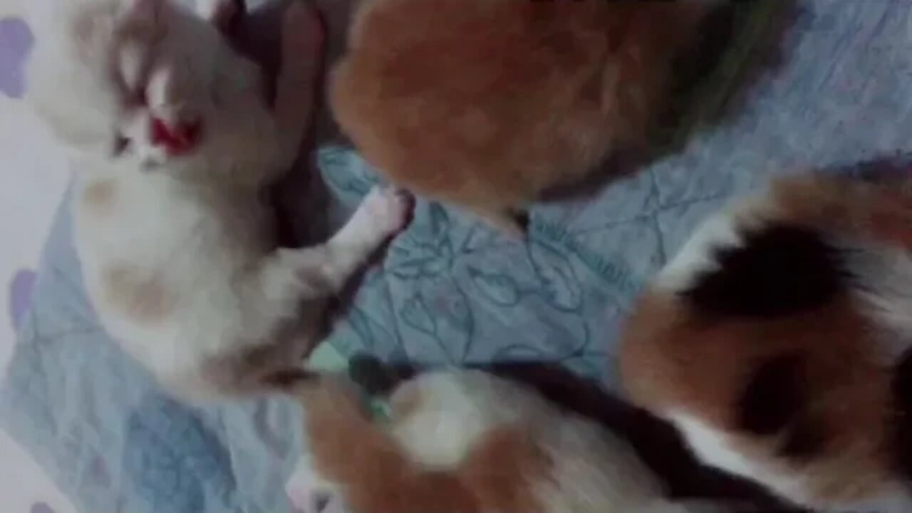 kittens For Sale | Kittens | Persian Kittens For Sale in Multan