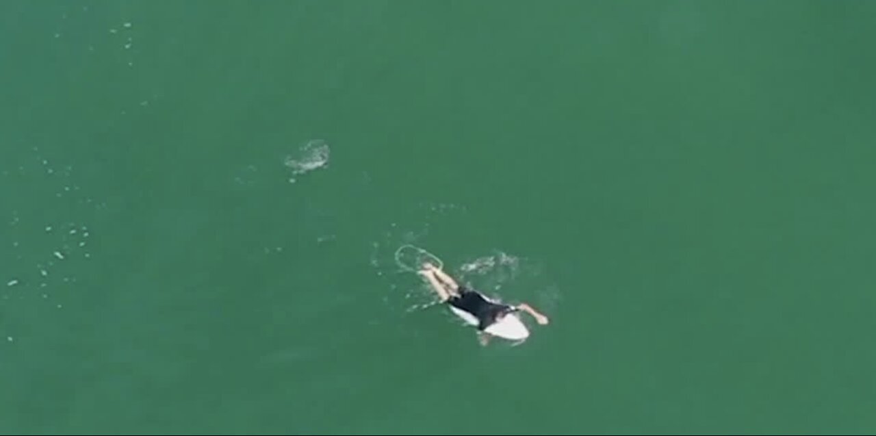 Surfer and shark in Australia