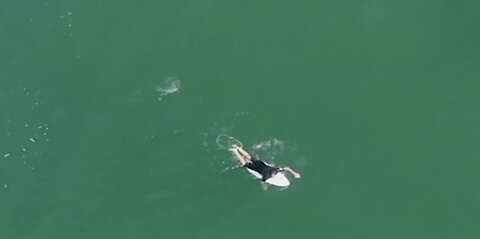 Surfer and shark in Australia