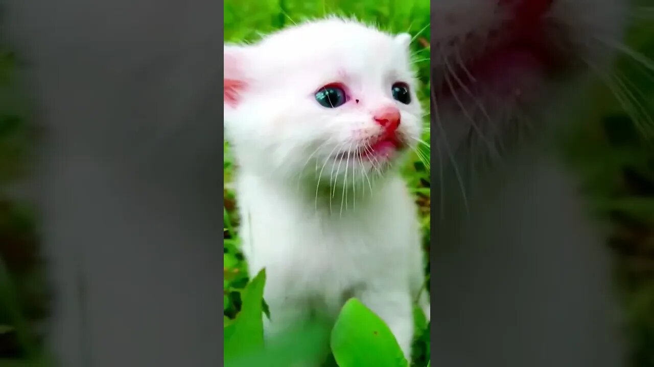 cute cat #catcat #cats #ytshorts #youtubeshorts #vidiq