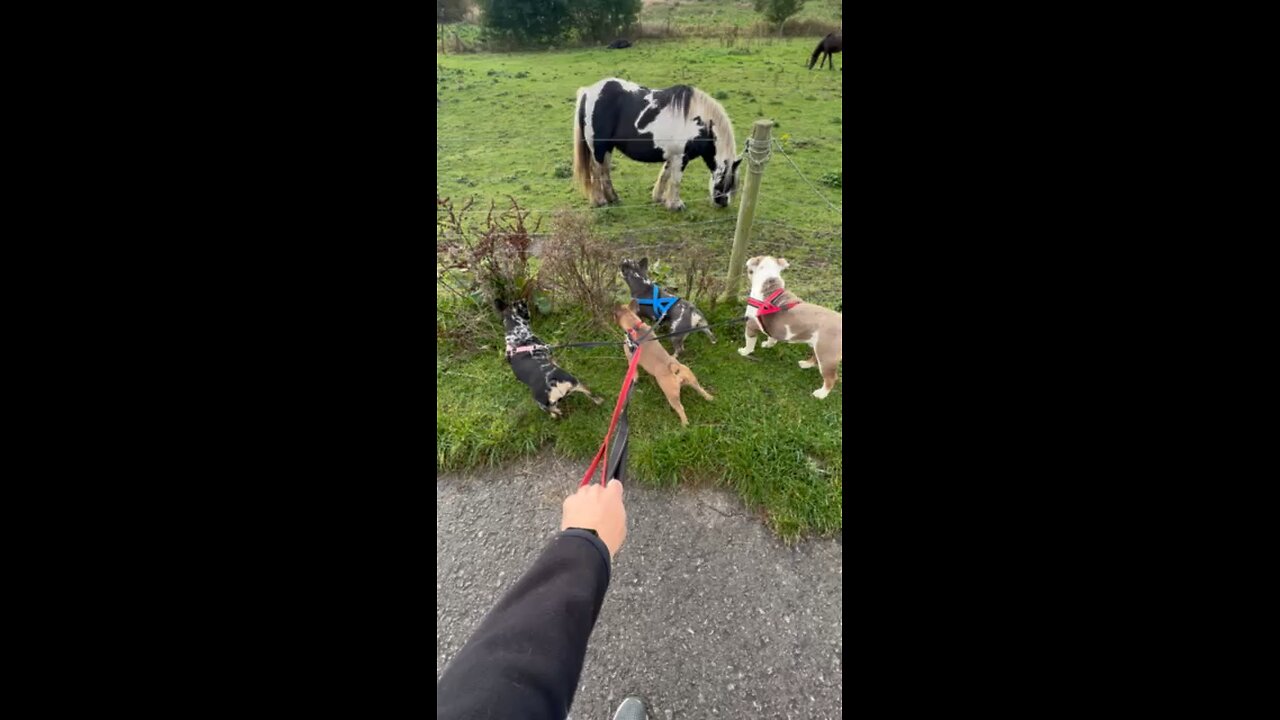 Dogs meet horses for the first time