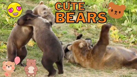 Cute Bears Compilation Vol. 2 - Adorable Animals in the Wild