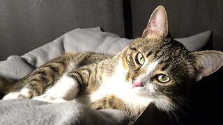 Little Rudolph Turns Around