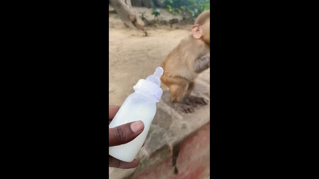 cute baby monkey #monkey #monkeyvideo#bander 008699