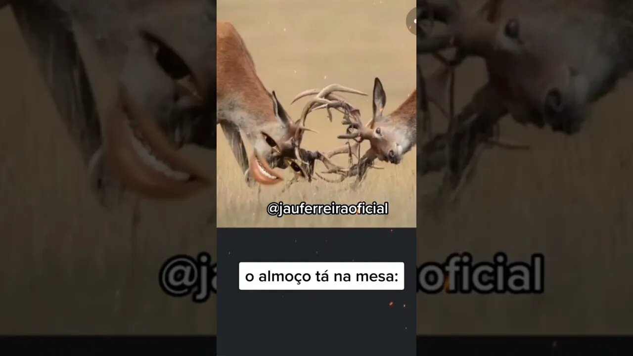 gatonildes caui no laço do passariherio