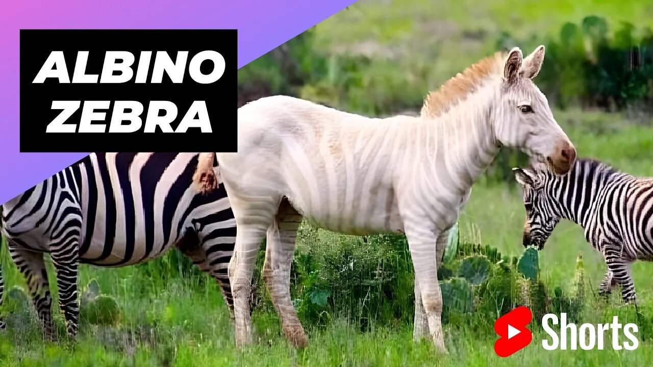 Albino Zebra 🦓 One Albino Animal You Have Never Seen #shorts