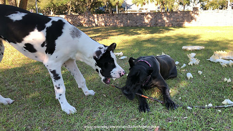 Puppy Complains That Great Dane Won't Share Stick With Him