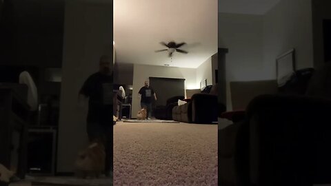 Corgis never run out of energy!