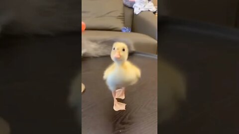 Little duck to show everyone a word horse talent