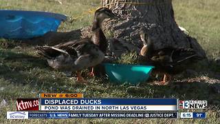 Community trying to help ducks after their pond was drained