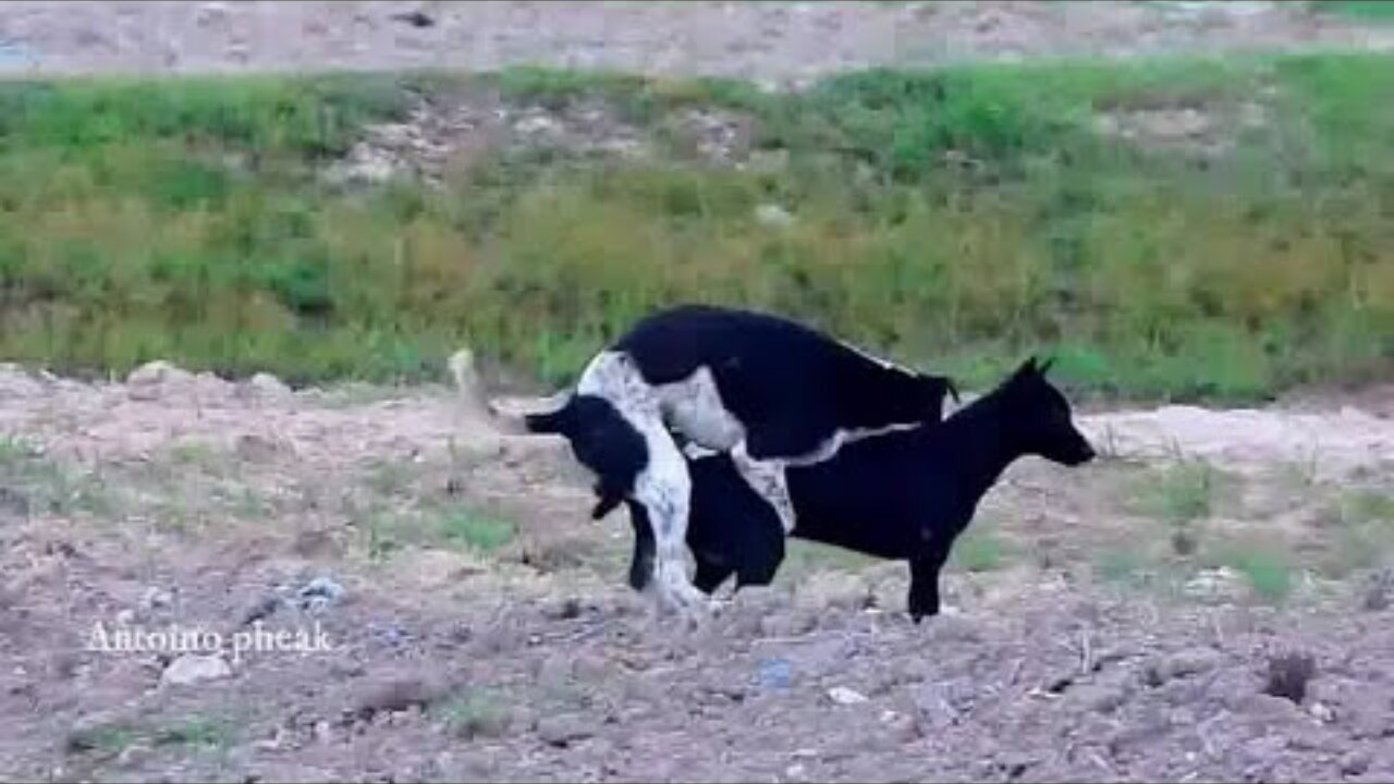 Awesome two dogs showing Love each other