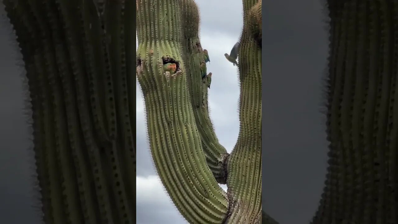 Birds Live Inside the Cactus 🤩🐦🦉