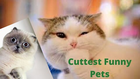 Cutest funny pets