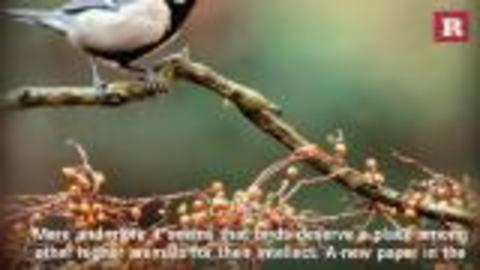 Birds Speak In Sentences Like People
