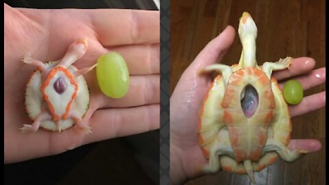 Turtle Heart Flaps Her Arms Whenever Her Dad Comes Near Her Tank | Cute Wild Animals