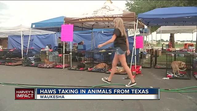 Lend a helping paw for animals neglected in Harvey disaster