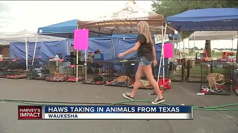 Lend a helping paw for animals neglected in Harvey disaster
