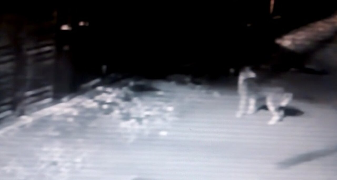 FANTASMA 10