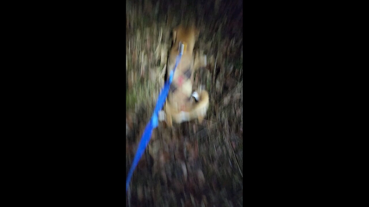 Rip thinks he saw Bigfoot on his walk