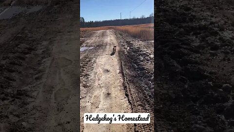 Norman and I go for a walk