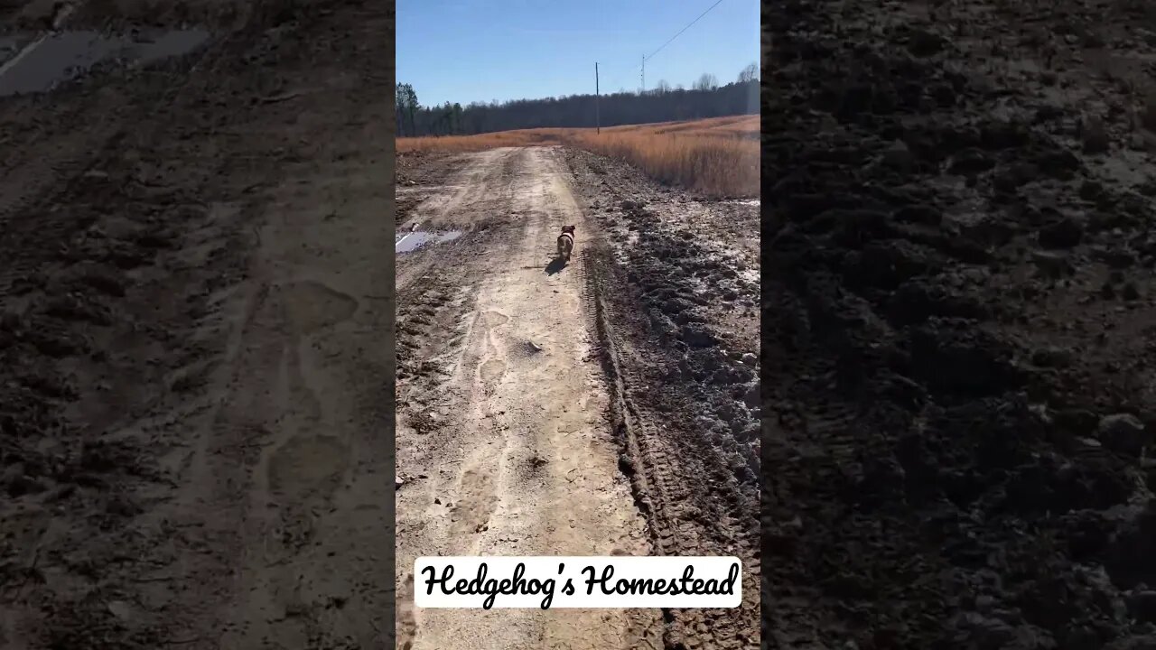 Norman and I go for a walk