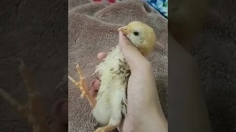 Cute Chick!