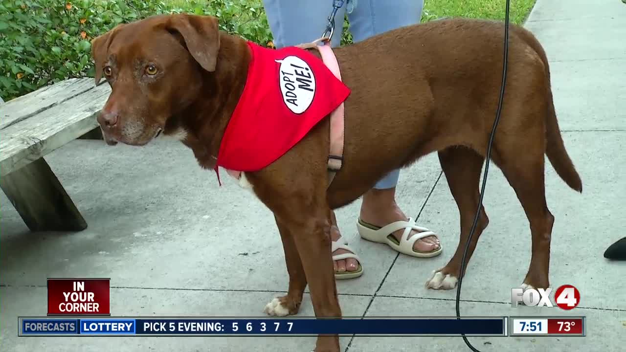 Animal Refuge Center Pet of the Week