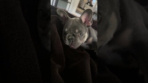 Vicious French Bulldog