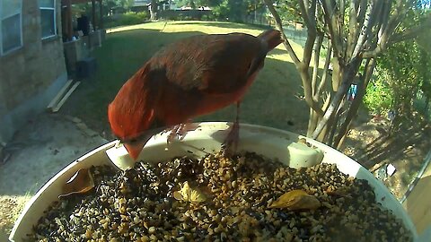 Mr. Northern Cardinal Showin’ Off His Sheen!