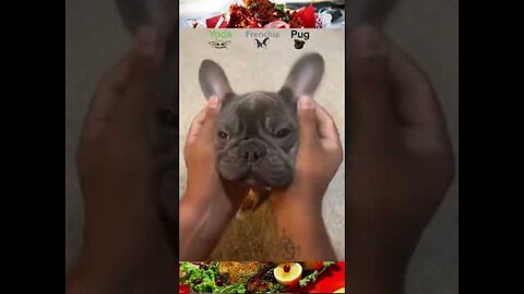 Very Good baby dogs - Cute and funny dog video