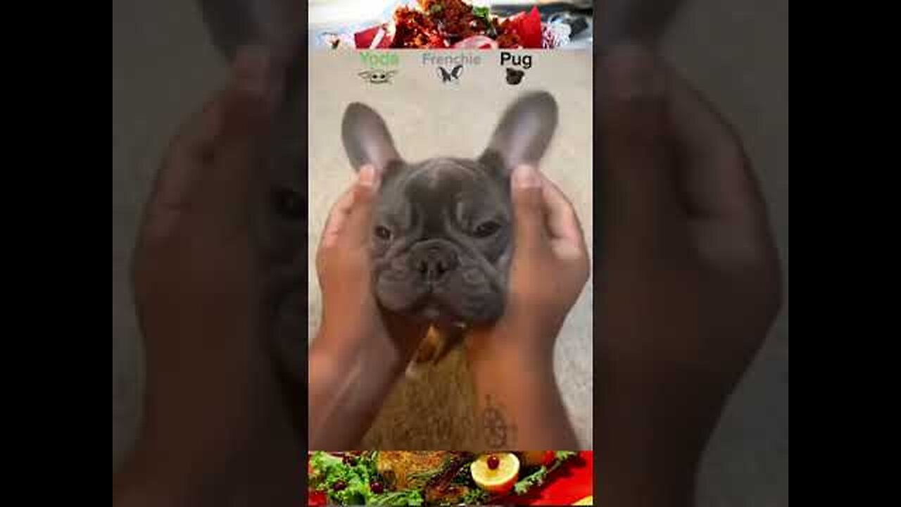 Very Good baby dogs - Cute and funny dog video