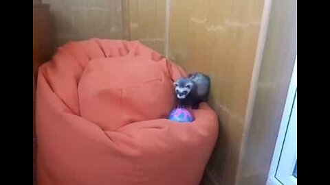 タコの絵に魅了されるフェレット