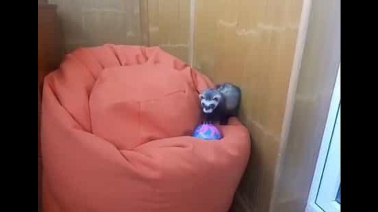 タコの絵に魅了されるフェレット