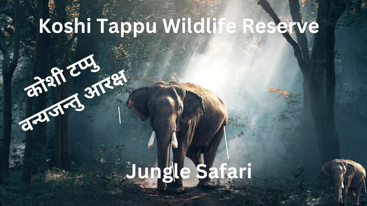 Koshi Tappu Wildlife Reserve || Jungle Safari