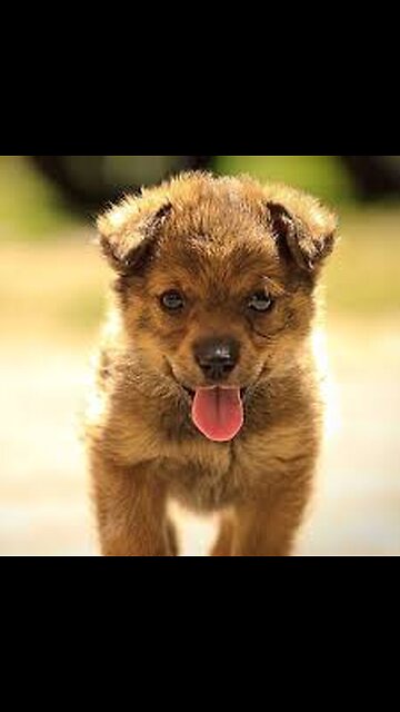 Cachorrito Juguetón!