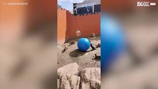 Ces loutres s'éclatent avec un ballon d'exercice !