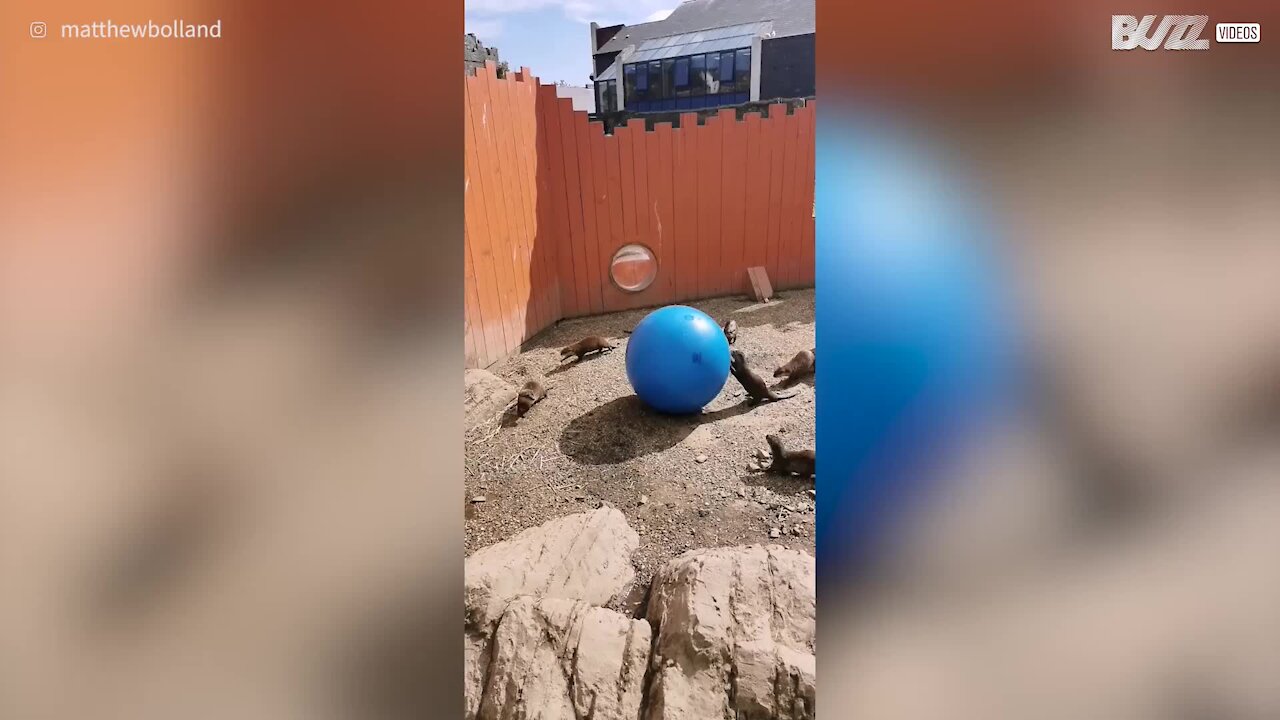 Ces loutres s'éclatent avec un ballon d'exercice !