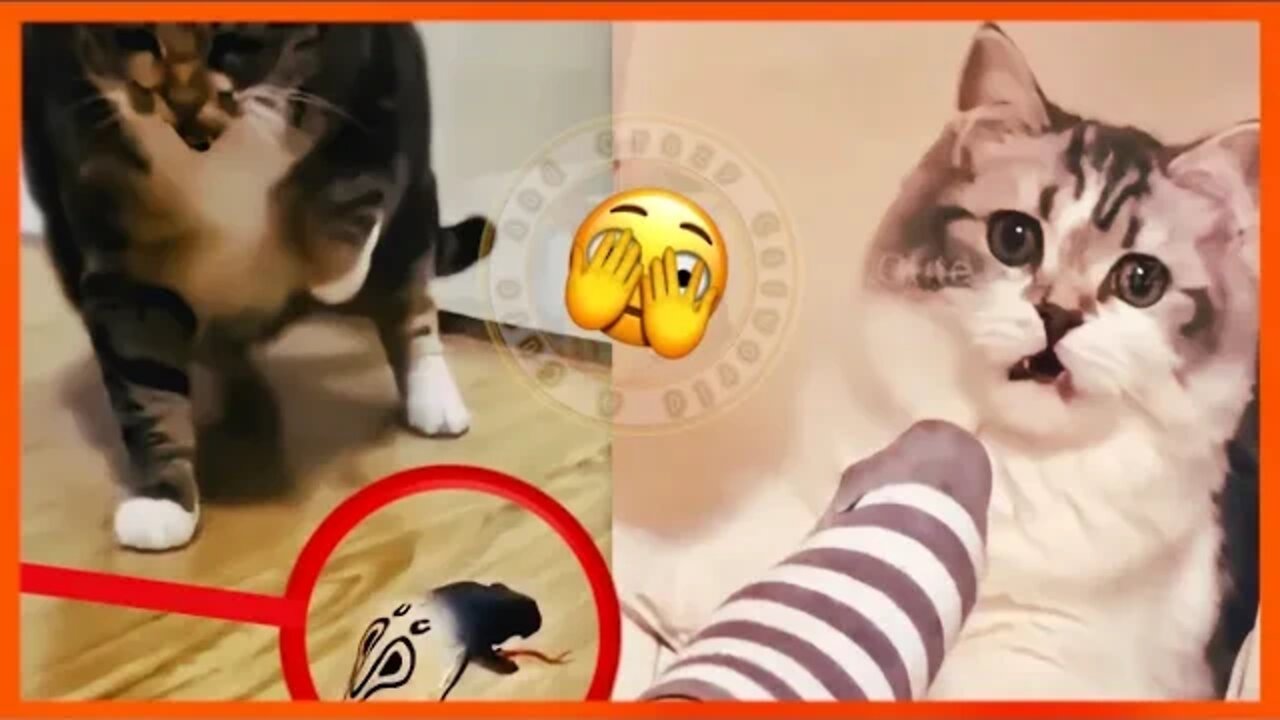 Funny Cats Compilation (#1) Try NOT to Laugh! 😹 (Funny Cat Videos)