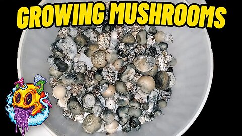 Fruiting Conditions To Flush - Shoeboxes With No Liner | Beginner's Guide To Growing Mushrooms