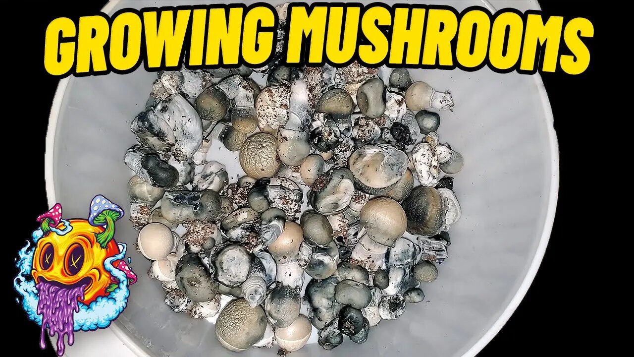 Fruiting Conditions To Flush - Shoeboxes With No Liner | Beginner's Guide To Growing Mushrooms